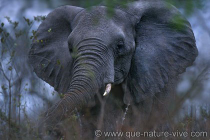 La révolte des éléphants